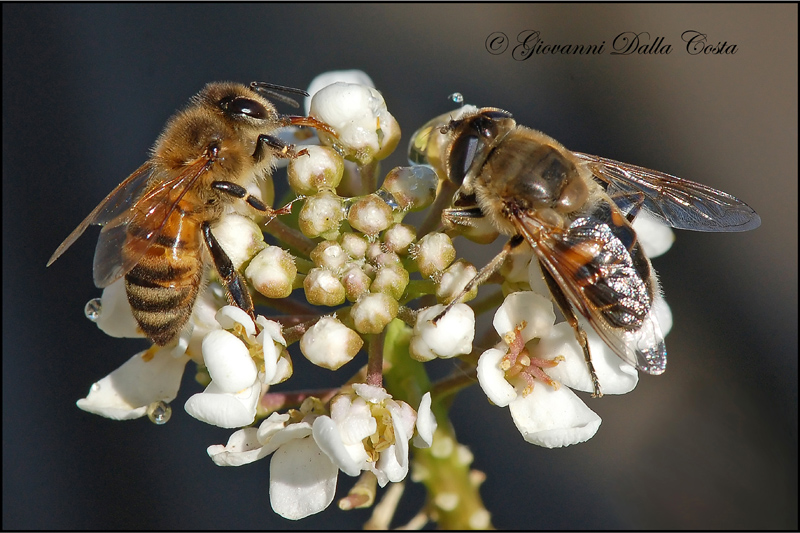 Apis mellifera ed Eristalis cf. tenax.